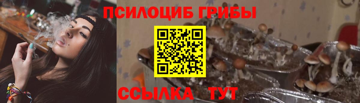 Галлюциногенные грибы Psilocybe  Вход с VPN  Псилоцибиновые грибы ЛСД  Сегежа 